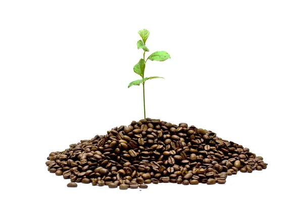 stock image Grow coffee plant