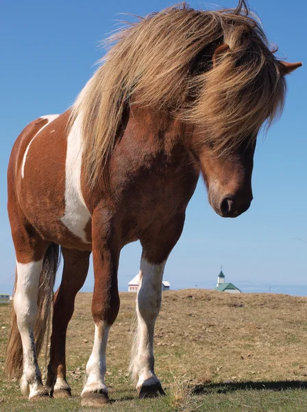 Pferdeporträt — Stockfoto