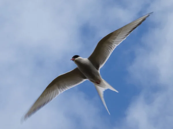 stock image Gull