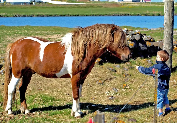 Cavalo grande e menino pequeno — Fotografia de Stock