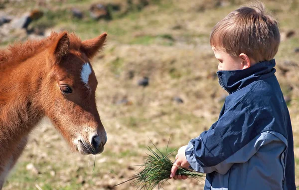 Boy feed horse — Stock Photo, Image