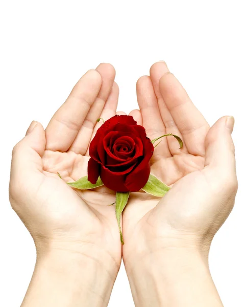Nabídnout růže — Stock fotografie
