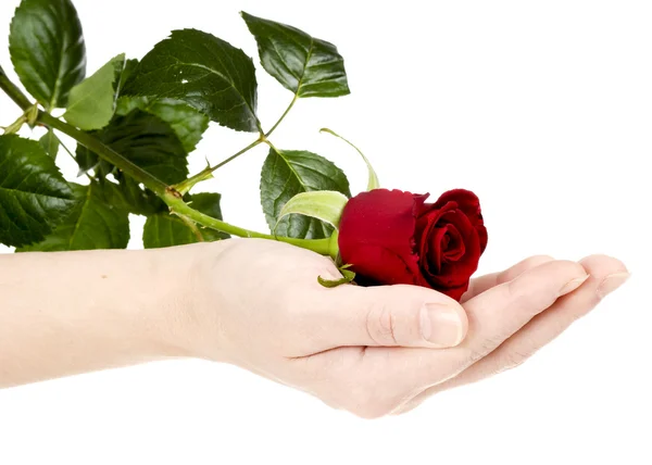 Rose on hand — Stock Photo, Image