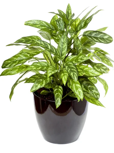 stock image Plant