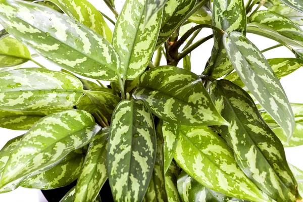 stock image Leaves