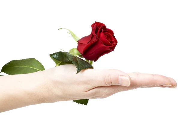 Offer rose — Stock Photo, Image