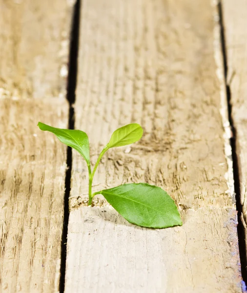 stock image Small plant on floor