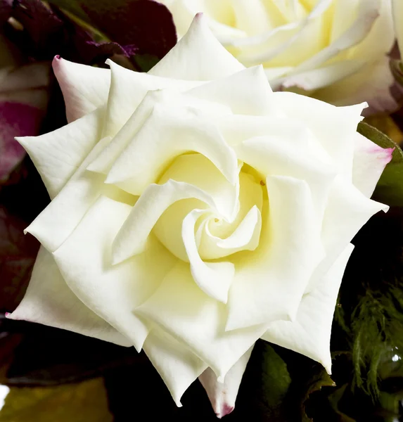 Bílé růže portarit — Stock fotografie