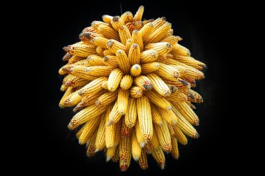 Golden-yellow round corn cluster clipart