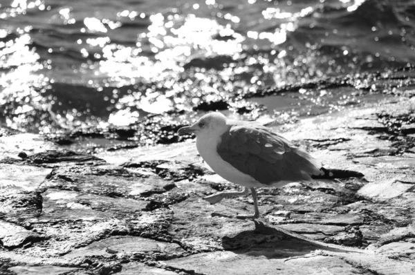 Серовато-белая одинокая чайка — стоковое фото