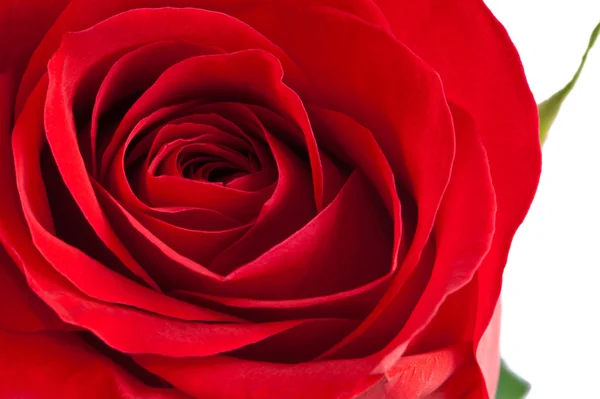Primo piano di una bella rosa rossa su bianco — Foto Stock