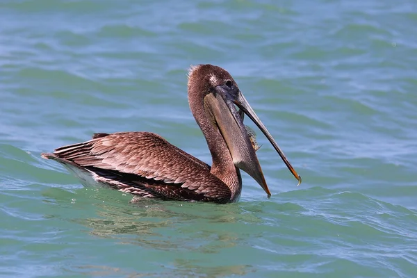 Stock image Pelican