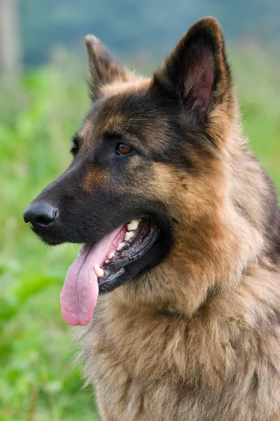 Retrato de un perro pastor — Foto de Stock
