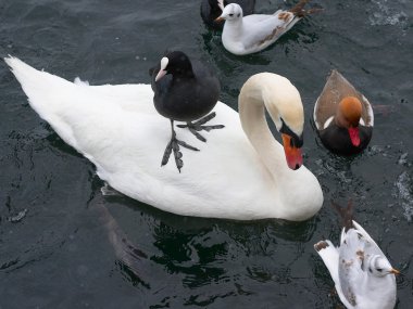Swan, duck, gulls and bald-coots clipart