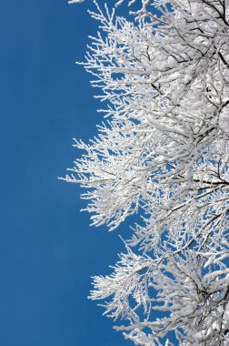 Tree branches covered with hoarfrost clipart