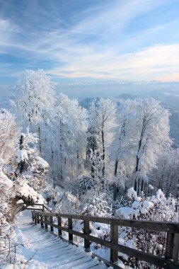 Trees covered with white frost clipart