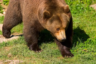 European brown bear clouse-up clipart