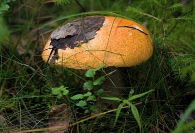 Yeşil çimenli turuncu başlıklı boletus.