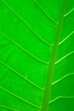 Leaf of a tropical plant close-up clipart