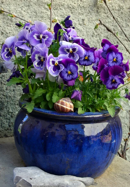 Blomster i den keramiske gryde - Stock-foto