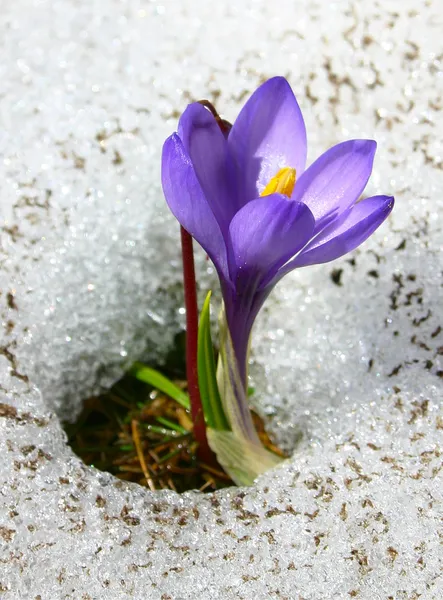 Crocus violeta creciendo en la nieve — Foto de Stock