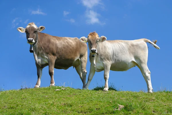 Vacas suizas contra el cielo azul — Foto de Stock