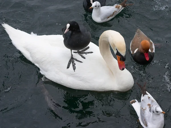 Лебедь, утка, чайки и лысые — стоковое фото