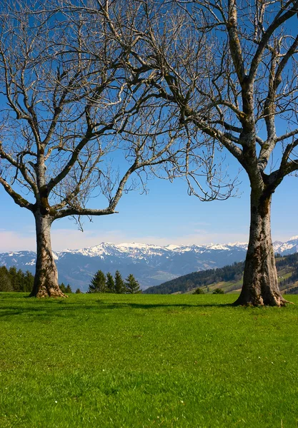 Stock image Two dry trees in mountains (Switzerland)