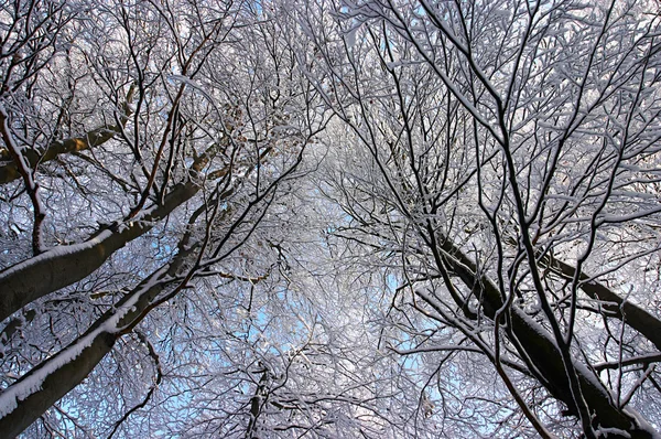 Ramos de árvores cobertos de geada branca — Fotografia de Stock