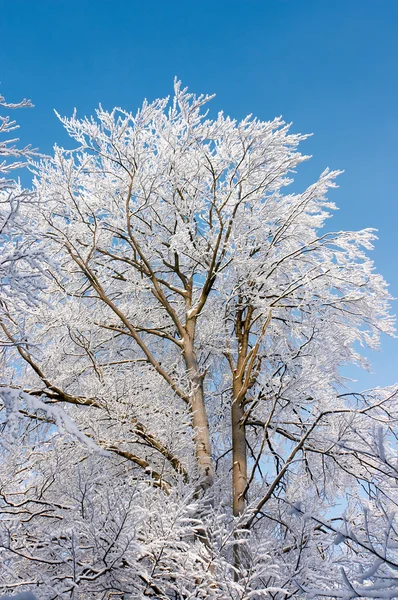 Tree covered with hoarfrost — Stock Photo, Image