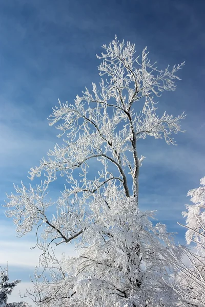 Tree branches covered with white frost — Stock Photo, Image
