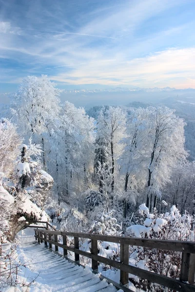 stock image Trees covered with white frost