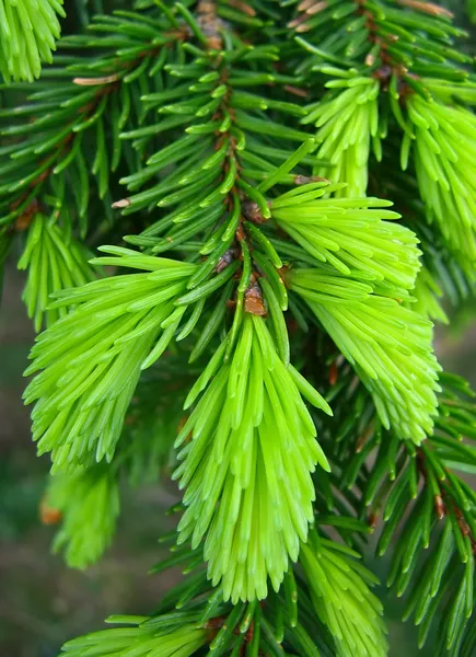 Agujas de pino verde fresco — Foto de Stock