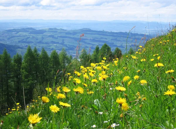 Almwiese im Frühling (Schweiz) — Stockfoto