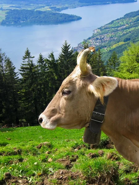 Αγελάδα που βόσκουν σε ένα βοσκότοπο των Άλπεων — Φωτογραφία Αρχείου