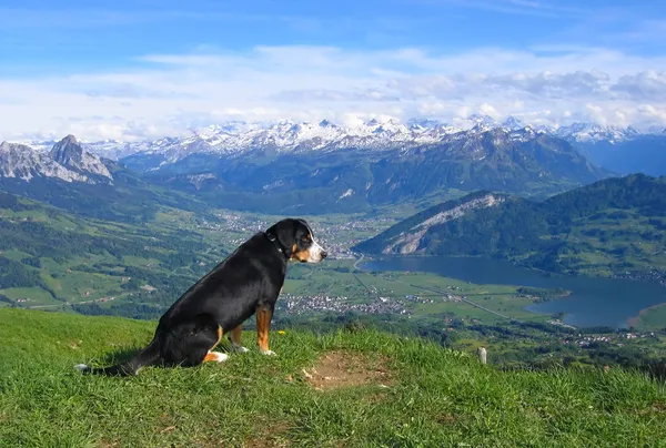 Pes shlíží z vrcholku hory — Stock fotografie