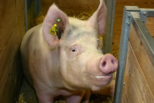 Neugieriges Schwein im Stall — Stockfoto