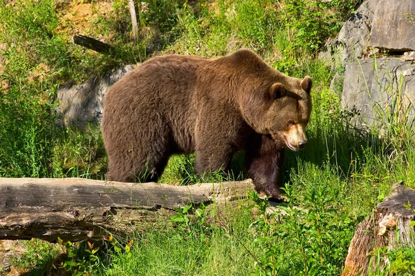 欧洲棕色的熊 — 图库照片