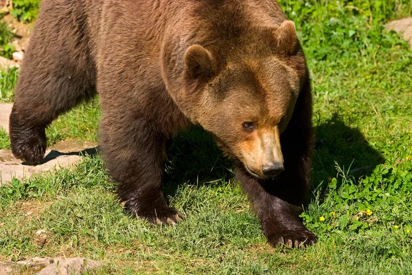 European brown bear clouse-up — Stock Photo, Image