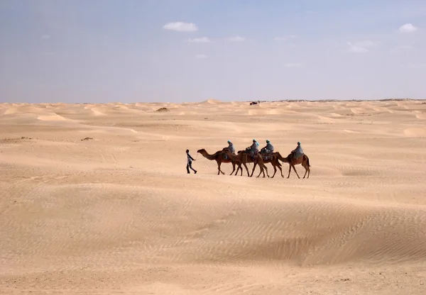 stock image Camel caravan in Sahara desert