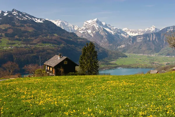 Łąka alpejska wiosną — Zdjęcie stockowe