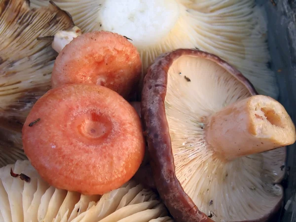 新鲜蘑菇关门 — 图库照片