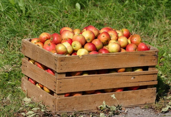 Red apples in a wooden box — Stock Photo, Image
