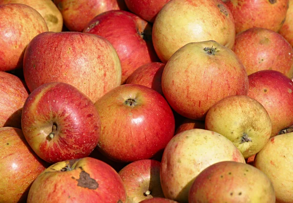 stock image Red organically grown apples
