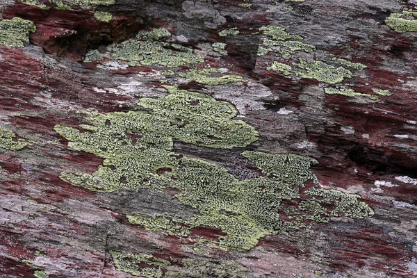 stock image Red stone with green lichen closeup