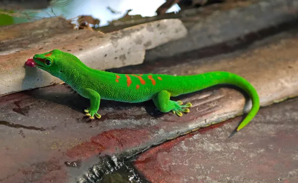 Madagascar gecko día gigante —  Fotos de Stock