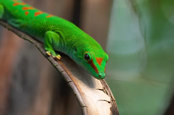 Мадагаскар гігантський день gecko в Цюріху зоопарк — стокове фото