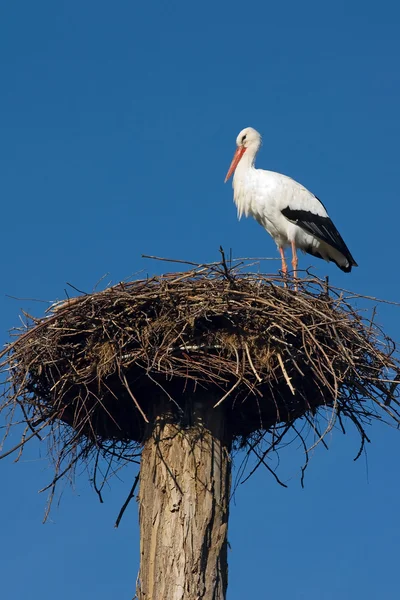 Cigüeña en el nido contra el cielo azul — Foto de Stock