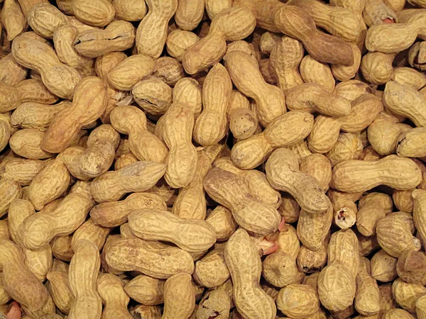 stock image Multiple peanut pods