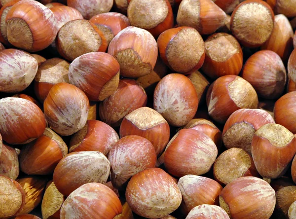 stock image Hazelnuts